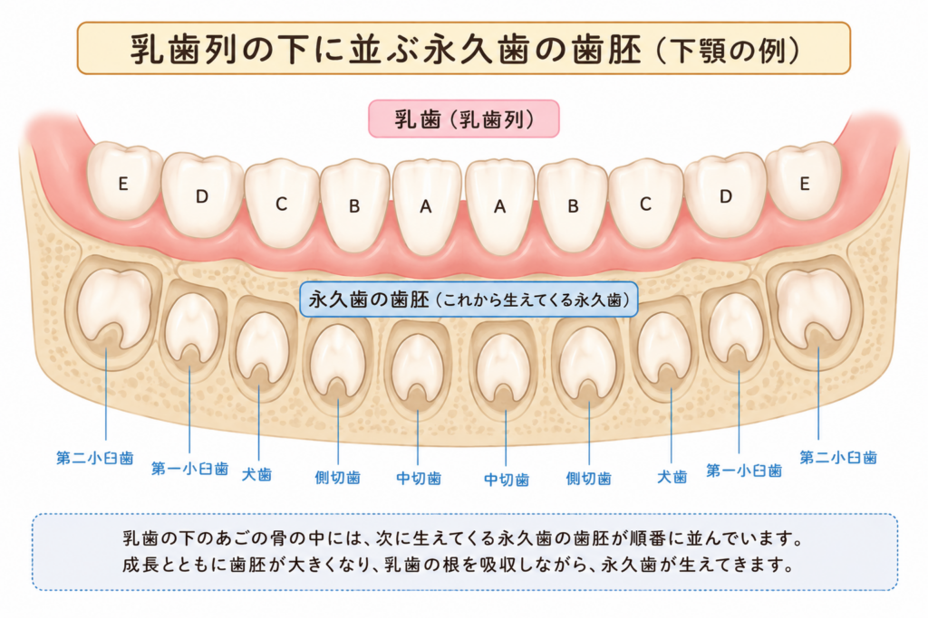 乳歯の歯列の中で永久歯の歯胚がどのように存在しているかを模式的に表しています。