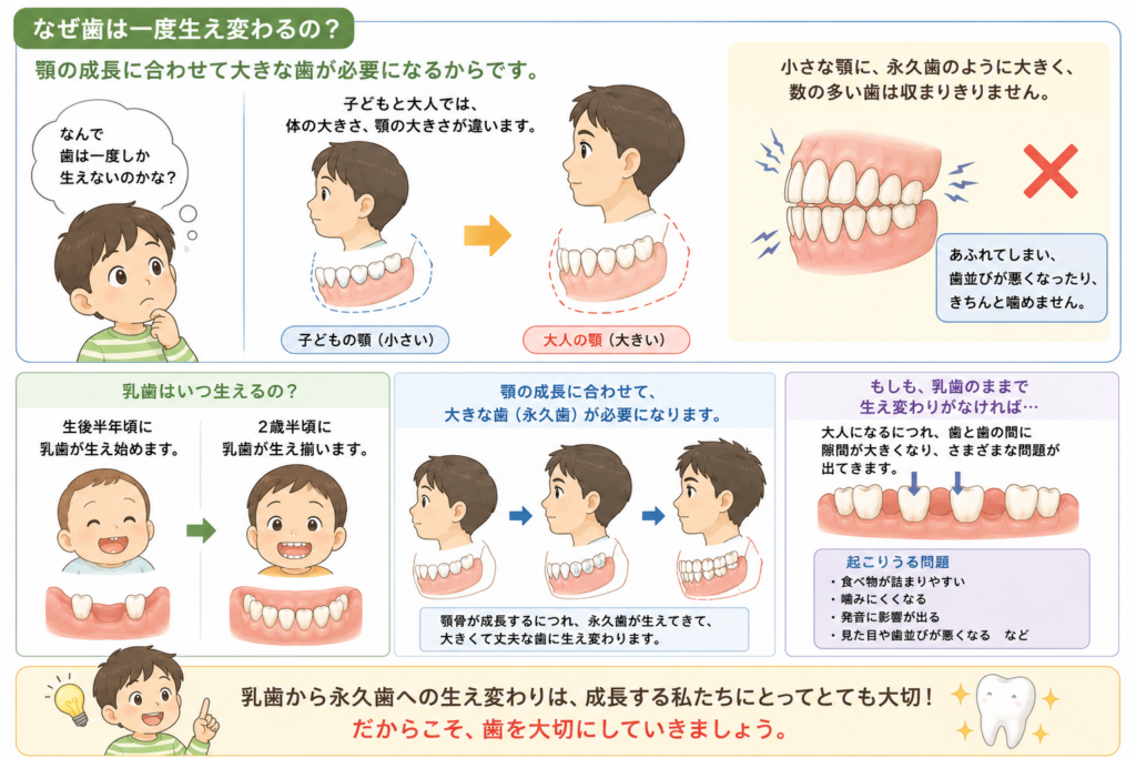 人の歯が生え変わる理由について解説するイラストです。乳歯、永久歯。