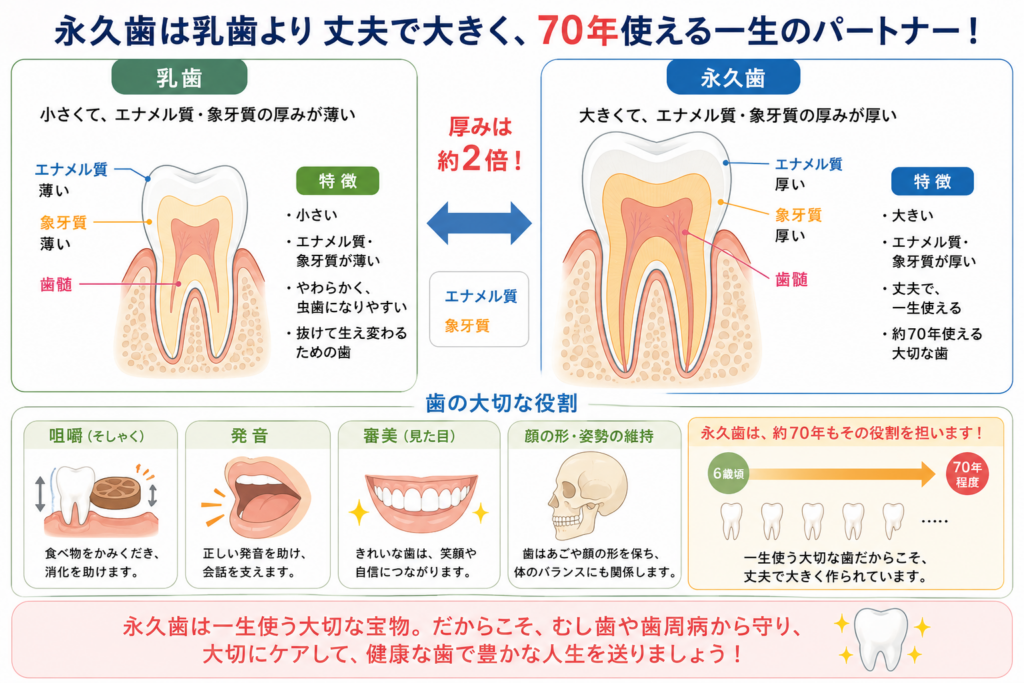 乳歯と永久歯の構造の違いをイラストで解説。