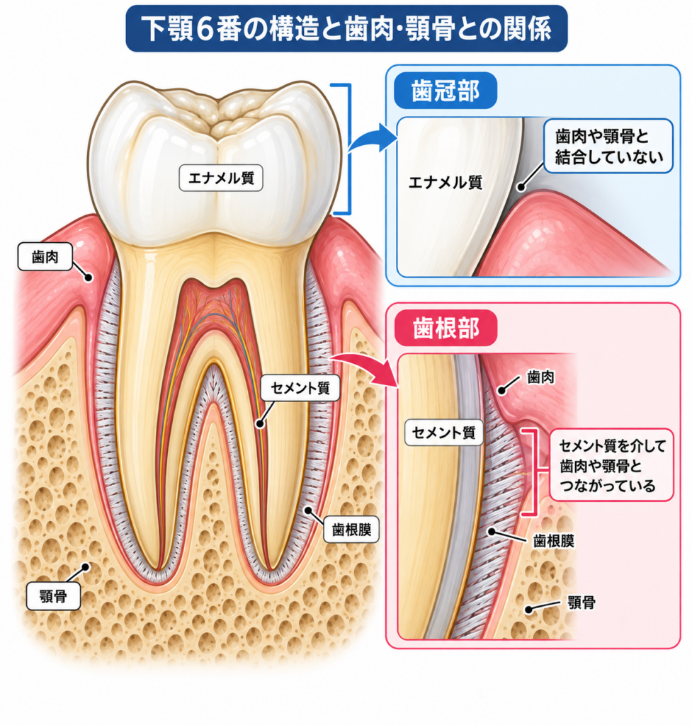 歯の構造と歯肉や骨との接着を示すイラスト。
