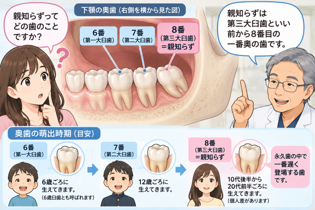 親知らずとはどのような歯の事を指しているのかを解説するイラスト