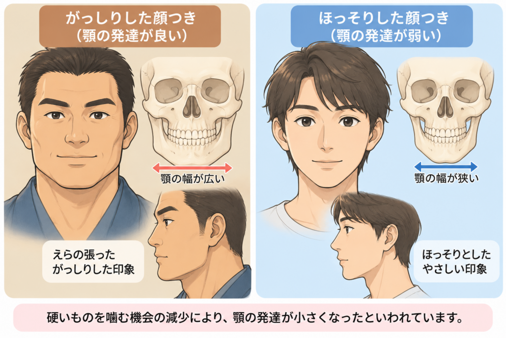 江戸時代以降硬いものを噛まなくなった現代人があごがほっそりしている様子を比較して示すイラスト